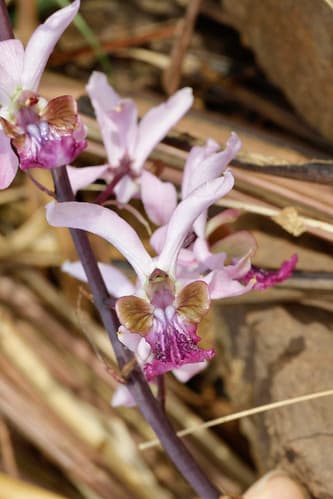 Eulophia cristata (Orchidaceae)