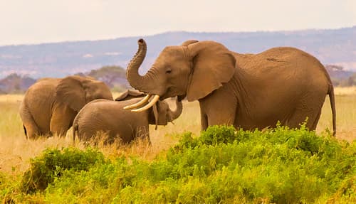 African Bush Elephants, Amboseli National Park, Kenya