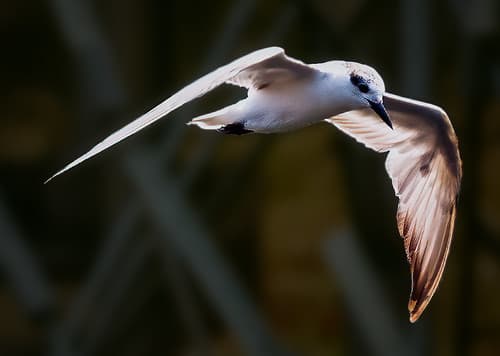 Whiskered Tern, Luzon, Philippines