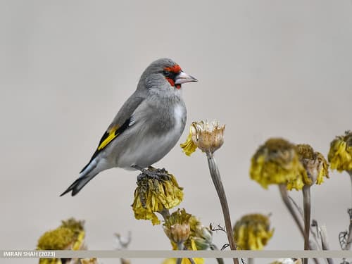 European Goldfinch (Carduelis carduelis)