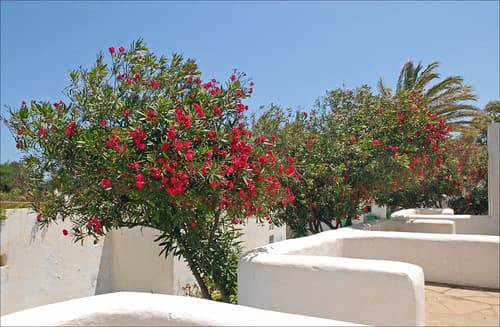 La Corne d'or (Tipaza, Algérie)