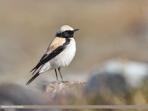 Desert Wheatear (Oenanthe deserti)