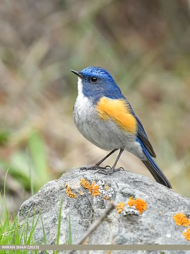 Himalayan Bluetail (Tarsiger rufilatus)