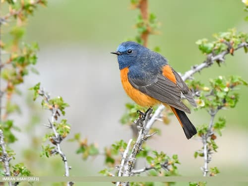 Blue-fronted Redstart (Phoenicurus frontalis)