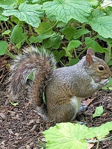 UN ÉCUREUIL DANS LA VERDURE