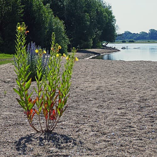 Fleurs de Loire
