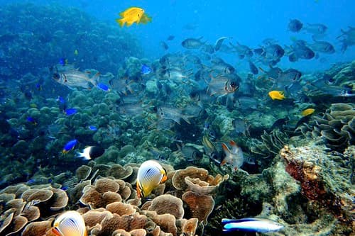 Shadowfin Soldierfish and other coral dwellers