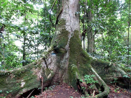 Banyan Tree