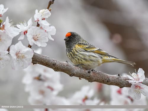 Fire-fronted Serin (Serinus pusillus)