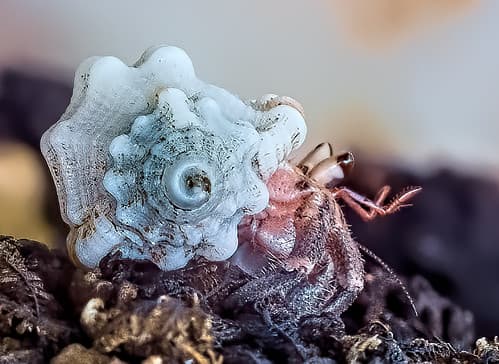Hermit Crab, Philippines