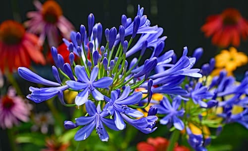 The Flower of Love