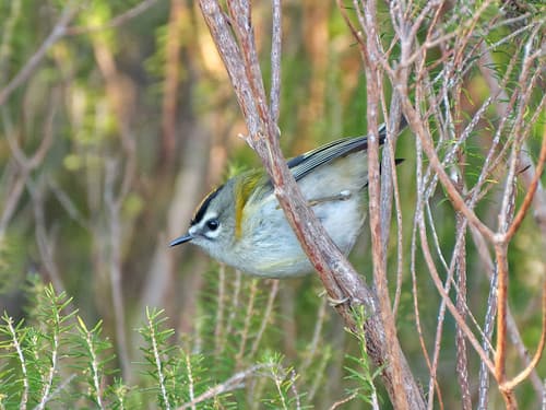 Regulus madeirensis, Fanal, Madeira, Portugal