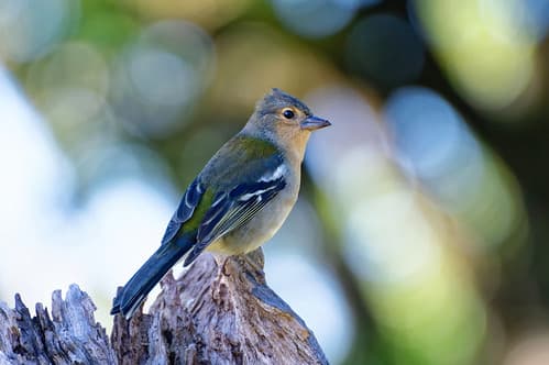 Fringilla maderensis, Fanal, Madeira, Portugal