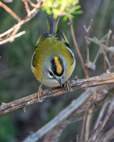 Regulus madeirensis, Fanal, Madeira, Portugal