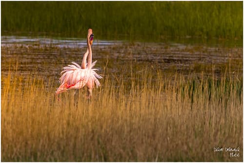 Fleur de Flamants roses, Eguamolls, Espagne