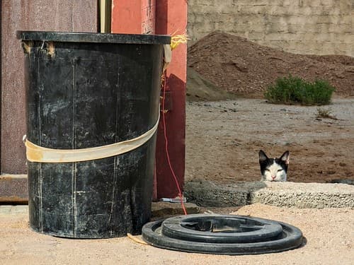 The Cat