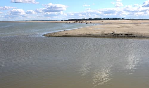 colonie de phoques - seal colony