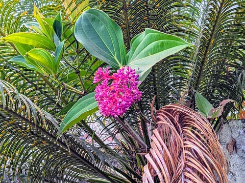 MEDINILLA
