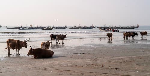Cows on the beach, at Cap Skirring, Senegal