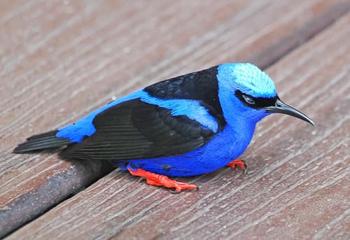 094/365 - Red-legged Honeycreeper - Cyanerpes cyaneus, Arenal Lodge, Alajuela, Costa Rica, April 4, 2025