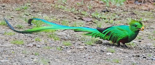 100/365 - Resplendent Quetzal - Pharomachrus mocinno, Savegre Valley, San Jose Province, Costa Rica, April 10, 2025