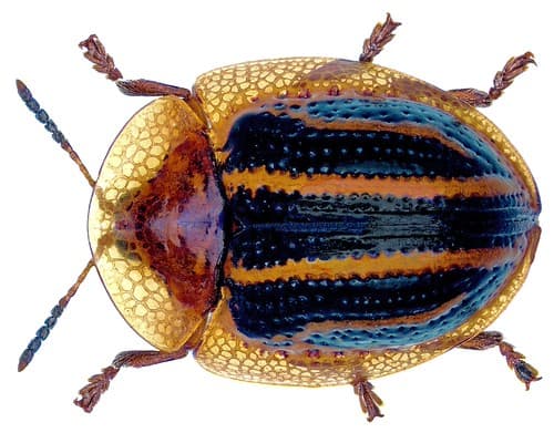 Agroiconota propinqua (Boheman, 1855)
