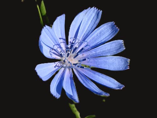 941 Chicory, Vogue, Ardeche