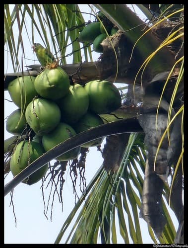 Cali. Colombie. Colombia.