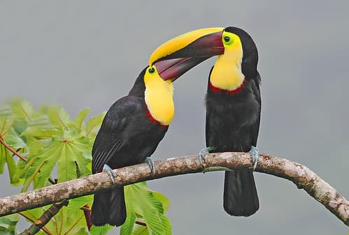 Yellow-throated Toucan - Ramphastos ambiguus, Arenal Lodge, Alajuela, Costa Rica, April 5, 2025