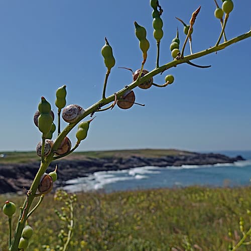 Quiberon, Morbihan, France