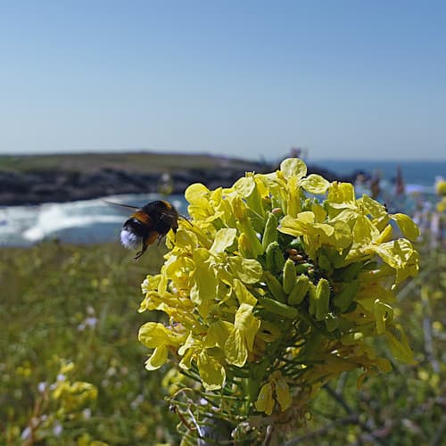 Quiberon, Morbihan, France