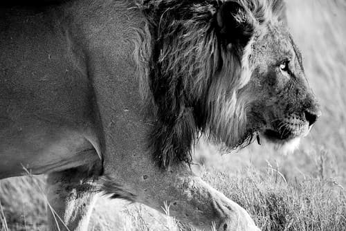 ETOSHA NAMIBIE