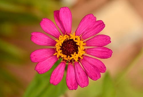 Zinnia sp