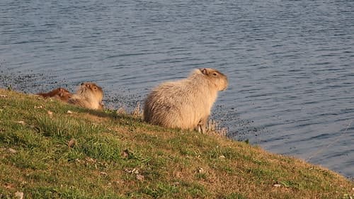 Capibara