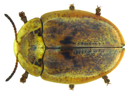 Physonota alutacea (Boheman, 1854)