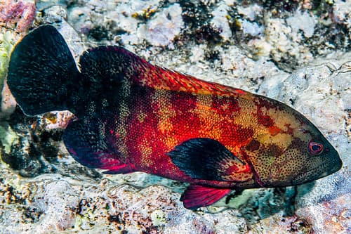 Darkfin hind - Cephalopholis nigripinnis