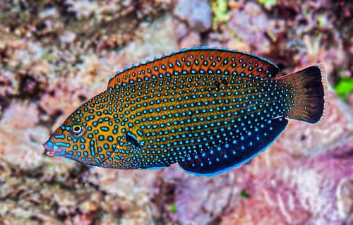 Blue-spotted wrasse, initial phase - Anampses caeruleopunctatus