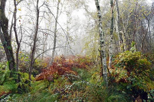 Le vent et la forêt qui pleurent ...
