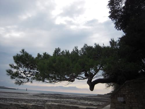 LE PIN D'ALEP