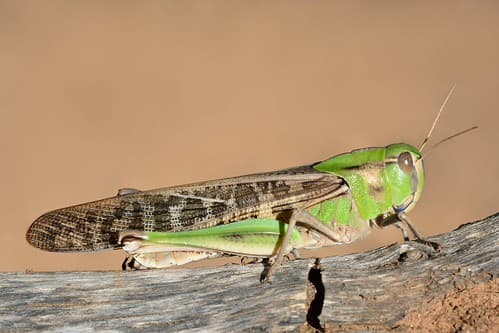 Locusta migratoria