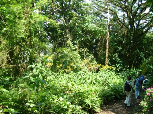 Monteverde Cloudforest, Costa Rica