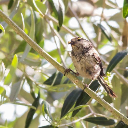 Long-tailed Tit (Aegithalos caudatus), most likely the europaeus subspecies-3171