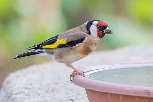 European Goldfinch (nominate)(Carduelis carduelis carduelis)-3156