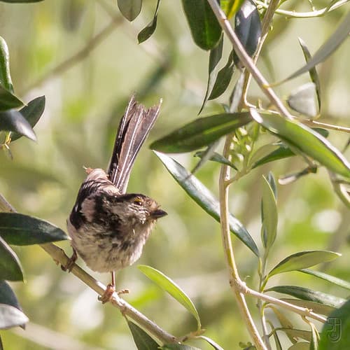 Long-tailed Tit (Aegithalos caudatus), most likely the europaeus subspecies-3180
