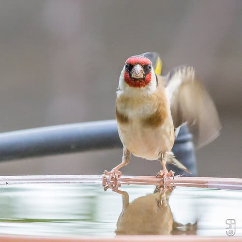 European Goldfinch (nominate)(Carduelis carduelis carduelis)-3163