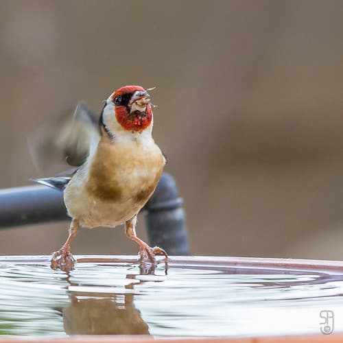 European Goldfinch (nominate)(Carduelis carduelis carduelis)-3129