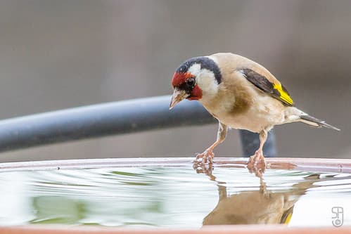 European Goldfinch (nominate)(Carduelis carduelis carduelis)-3166