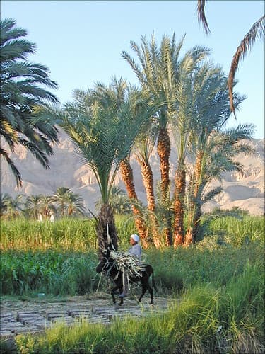 La campagne de Thèbes (Egypte)