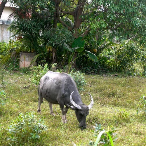 Buffalo in Koh Samui