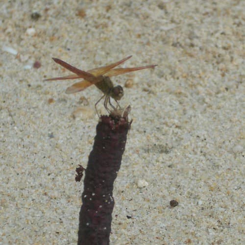 On the beach in Koh Samui
